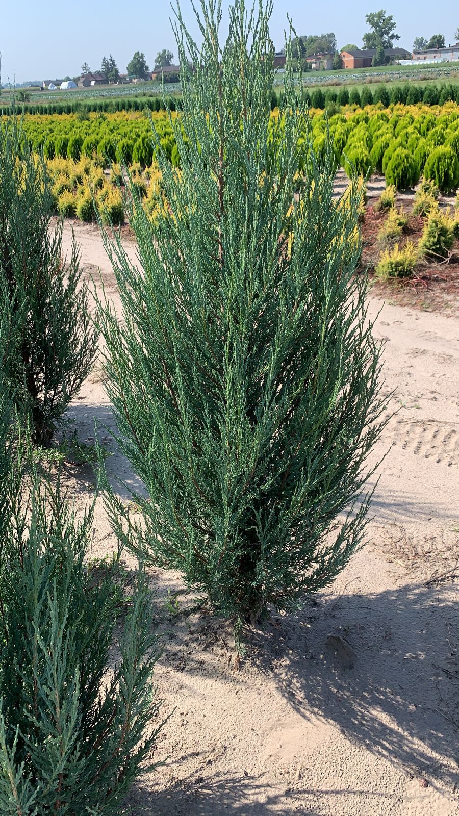 Можжевельник скальный Блю Арроу ком + горшок